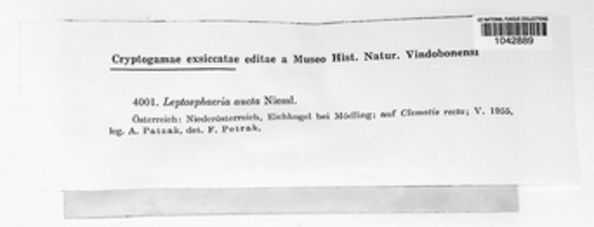 Nodulosphaeria aucta image